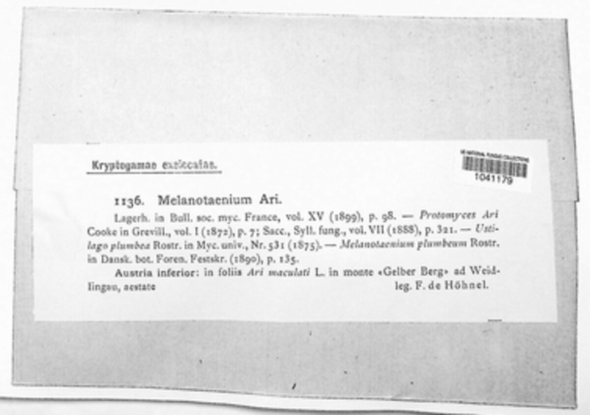 Melanustilospora ari image